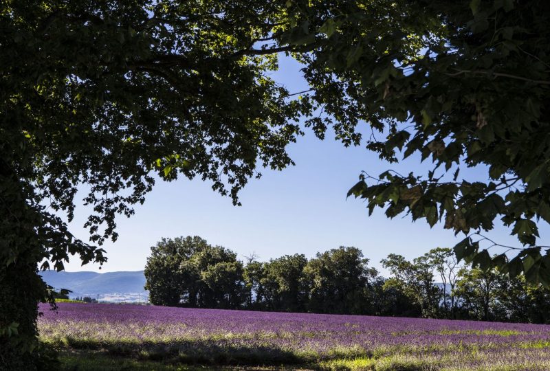 “Journée Émotions” : Découvrez l’essentiel de la Drôme Provençale à Pierrelatte - 0